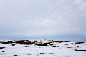 Kalkujärven porot näkyvät lunta ja harmaansinertävää taivasta vasten.